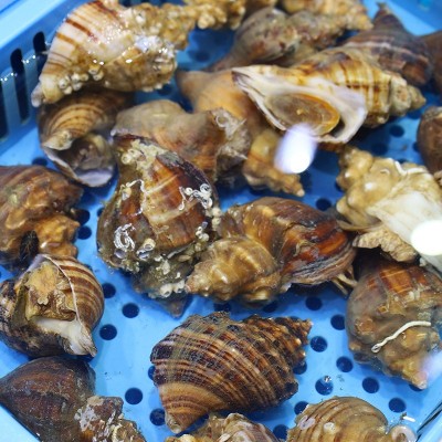 供应海鲜水产海螺鲜活大海螺新鲜野生大中小肥海螺贝类海鲜批发图3