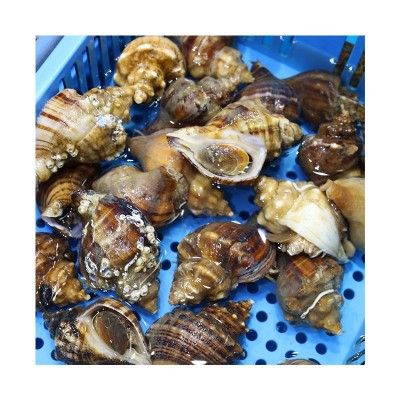 供应海鲜水产海螺鲜活大海螺新鲜野生大中小肥海螺贝类海鲜批发图4