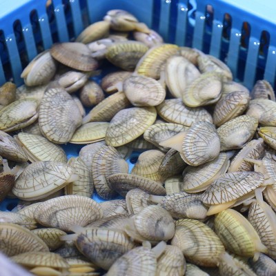 松发水产新鲜装海鲜花甲新鲜花甲鲜活花蛤蜊花蚬子蛤花蛤肉贝类图3