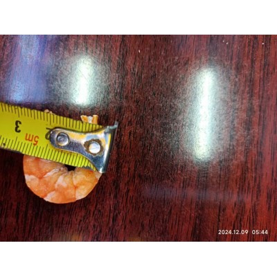 批发大号渤海湾海米干货金钩虾米新鲜淡干虾米海产品图4