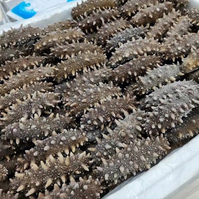 厂家直营批发辽刺参北方刺参即食海参好口感筋道13-16头营养丰富图3