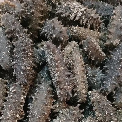 工厂批发威海刺参北方刺大火拉缸盐盐渍海参大小头数请咨询图2