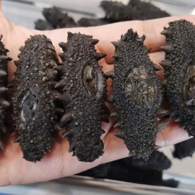 工厂批发威海刺参北方刺大火拉缸盐盐渍海参大小头数请咨询图3