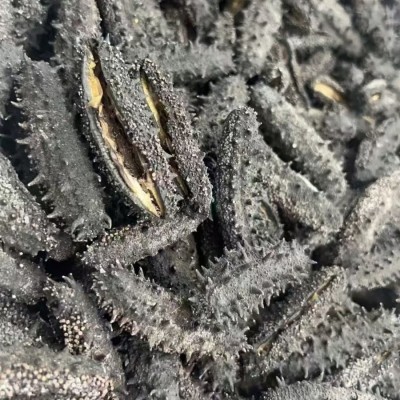 即食海参 酒店食材淡干海参独立包装散装即食海参速食野生图2