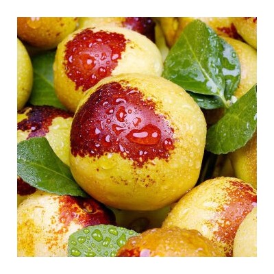 沾化冬枣新鲜采摘脆甜青红枣爆甜多汁大果沾化冬枣产地直发代发图3