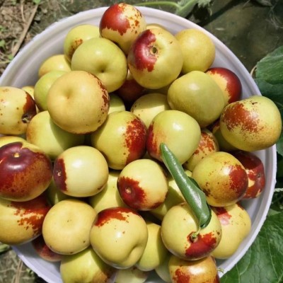 沾化冬枣新鲜采摘脆甜青红枣爆甜多汁大果沾化冬枣产地直发代发图2