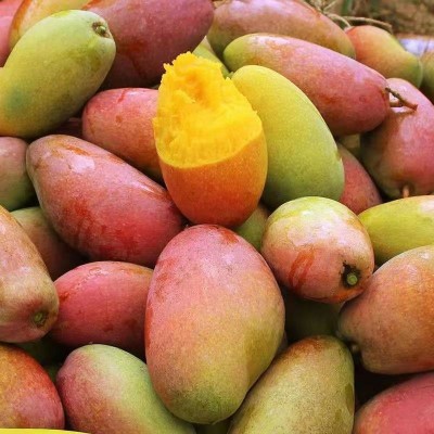 海南贵妃芒海南发货芒果包邮应当季水果贵妃芒一件代发图2