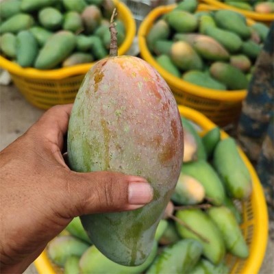 海南贵妃芒海南发货芒果包邮应当季水果贵妃芒一件代发图3