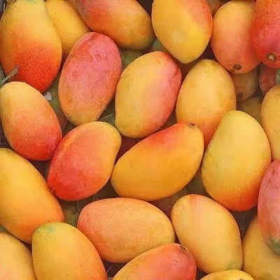 海南贵妃芒海南发货芒果包邮应当季水果贵妃芒一件代发图4