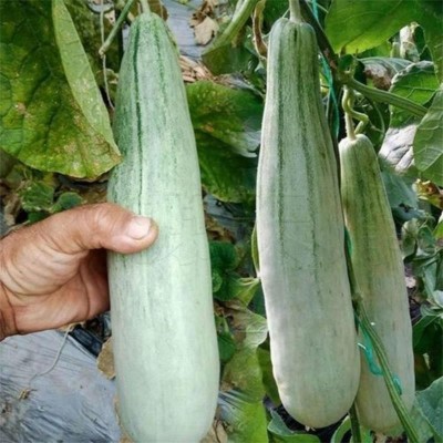 山东羊角蜜甜瓜新鲜水果水果蜜瓜现发包邮羊角瓜一件代发图4