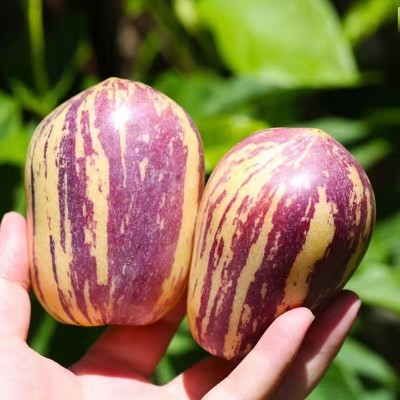 甘肃民勤人参果整箱包邮黄肉当季新鲜水果5斤人参果一件代发图2