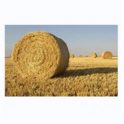麦秸秆 小麦原料 木纤维 羊 青干草料 明杰牧业 压捆供应图3