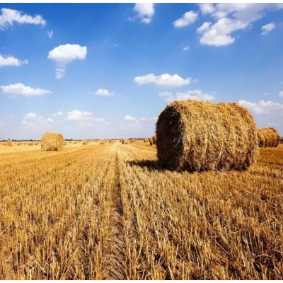 麦秸秆 小麦原料 木纤维 羊 青干草料 明杰牧业 压捆供应图2