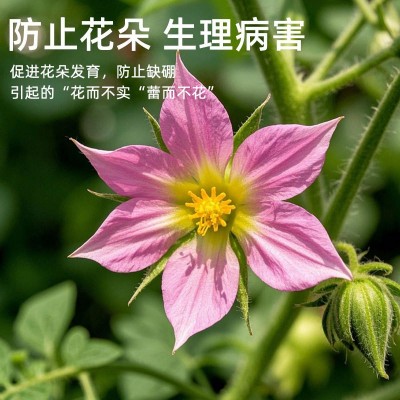 贝可施颗粒硼肥促授粉提高坐果硼肥果树蔬菜大田花生基施追施农用图3