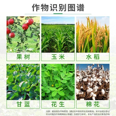 朗瑞虎虎生威4%高氯·甲维盐甜菜夜蛾杀虫剂图3