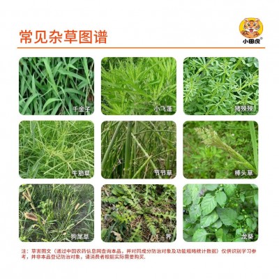 精草铵膦铵盐正品烂根剂荒地牛筋飞蓬灭杂草甘草膦农药强力除草剂图2