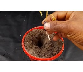 荔枝的种植技巧，你都知道哪些？一起来学习一下吧！