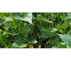 种植红薯新技巧，只要这里掐一掐，红薯产量翻一番，1株结一堆