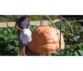 怎样才能种出1吨重的巨型南瓜？学会这些种植技巧你也能种出来！