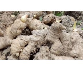 生姜高产有技巧，种植时加一物，一垫一盖一株能产10斤还不用除草