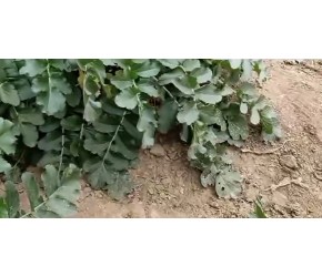 种植大萝卜也是需要很多技巧的，由康康带领大家学习一下