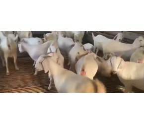 波尔山羊白山羊黑山羊的养殖技巧