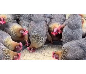 蛋鸡养殖赚钱小技巧，吕公蛋鸡饲料添加剂养鸡小妙招 #生态散养土鸡 #养殖人加油 #吕公蛋鸡饲料添加剂 #蛋鸡饲料添加剂