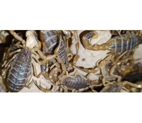 郏县蝎子养殖基地分享养蝎技巧 (2)