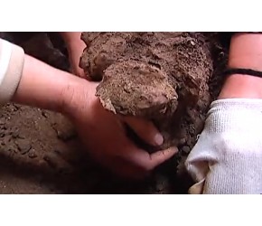 农民课堂茯苓种植技术 农民课堂茯苓种植技术