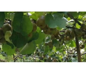 猕猴桃的种植技术