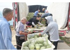 三季丰收，乡村振兴谱新篇：肥城“菌果蔬”轮作模式解锁农业新活力