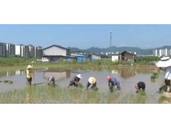 莲都农业迎来新突破 107个新品种水稻成功种植