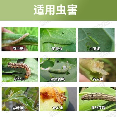 高氯甲维盐杀虫剂玉米钻心螟虫水稻卷叶螟钻心虫食心虫杀虫剂批发图5