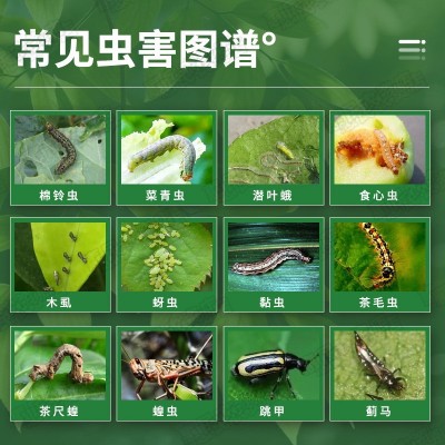 高效氯氟氰菊酯杀虫剂蔬菜青蚜虫食心虫地下害虫果树花卉 杀虫农药图3