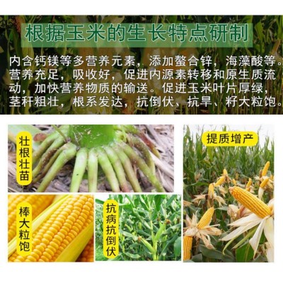 玉米一号叶面肥 金大棒专用肥籽粒饱满抗倒伏增产素控旺 剂水溶肥图4