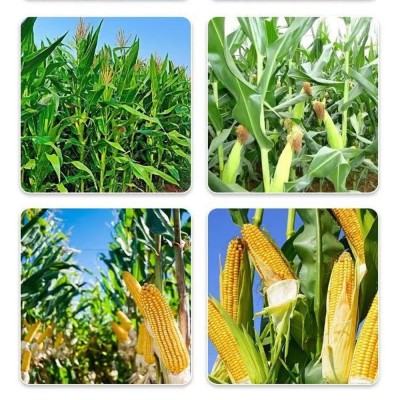 玉米一号叶面肥 金大棒专用肥籽粒饱满抗倒伏增产素控旺 剂水溶肥图3