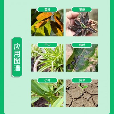 定制海藻鱼蛋白液体水溶肥生根壮苗高钙高钾通用冲施肥农用叶面肥图3