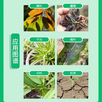 一喷绿水溶肥氨基酸叶面肥蔬菜果树槟榔药材微量元素农用冲施肥料图2
