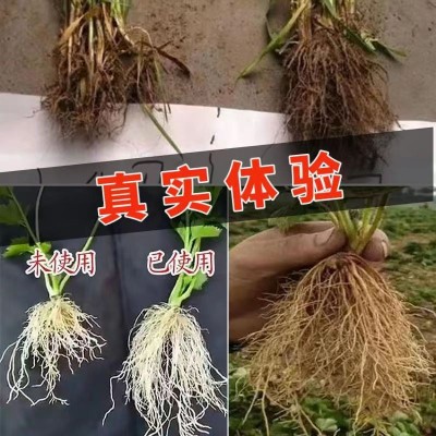 生根剂爆根三天爆发式生根生根壮苗增产增收微生物菌剂厂家批发图3