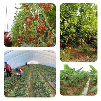 生根剂爆根三天爆发式生根生根壮苗增产增收微生物菌剂厂家批发图4