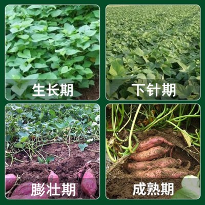 红薯控旺膨大素地瓜控旺药地下根茎增甜剂白薯增产叶面肥非复合肥图4