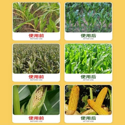 金大棒玉米专用叶面肥增产剂增收喷施锌肥矮壮素抗倒膨大剂水溶肥图4
