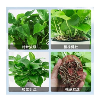 绿萝营养液肥料专用肥植物盆栽绿箩营业液花肥料家用土水培养花用图4