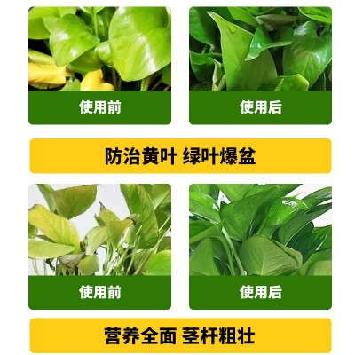 绿萝营养液肥料专用肥植物盆栽绿箩营业液花肥料家用土水培养花用图2