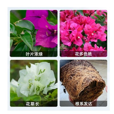 三角梅开花专用营养液肥促花爆花骨粉复合肥料养花枝繁叶茂促开花图4