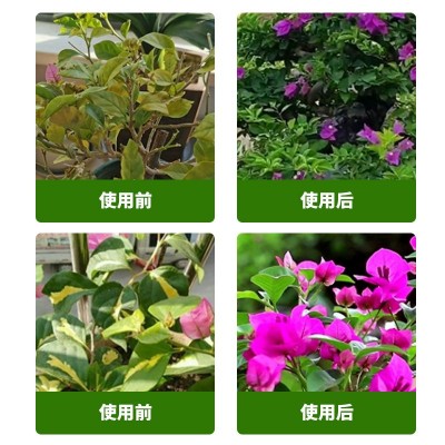三角梅开花专用营养液肥促花爆花骨粉复合肥料养花枝繁叶茂促开花图2
