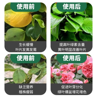 绿叶营养液黄叶死苗解决黄叶叶面肥花卉蔬菜果树家用通用一喷绿图4