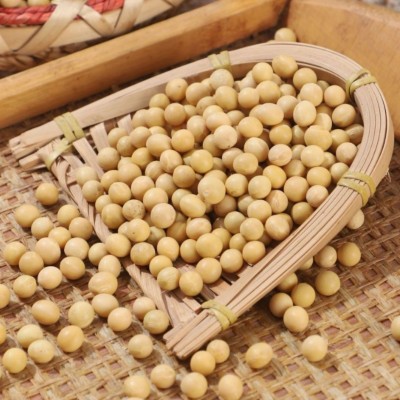 大量批发东北黄豆50斤一包做豆腐打豆浆专用大豆豆子散装非转基因图3