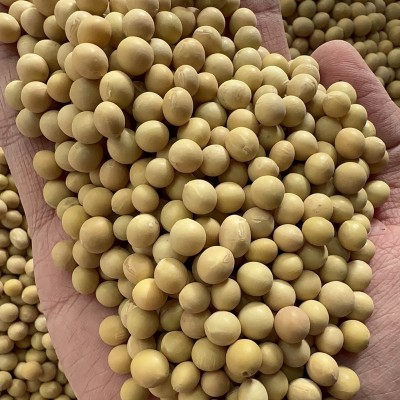 大量批发东北黄豆50斤一包做豆腐打豆浆专用大豆豆子散装非转基因图5