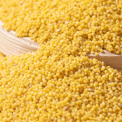 野森林黄小米粥黄小米农家食用五谷杂粮米脂新米500g陕北小米图2